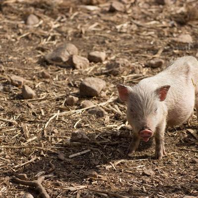 Realizzazione Fotografie Animali Fattoria1
