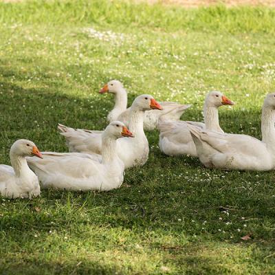 Realizzazione Fotografie Animali1